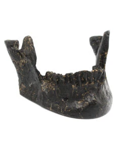 Schwarzer Unterkiefer Als Visitenkartenhalter -Halloween Kostüme Rabatte schwarz goldener unterkiefer als visistenkartenhalter black golden jaw card holder gothic homeware 53185 01