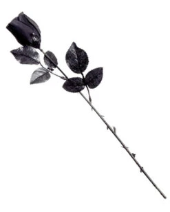 Schwarze Kurzstielige Rose