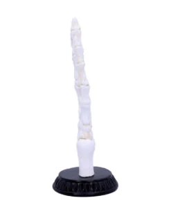 Skeletthand Mit Handlese Symbolen 9 Skeletthand Mit Handlese Symbolen -Halloween Kostüme Rabatte skeletthand mit wahrsage symbolen skeleton hand w fortune telling symbols 50338 04